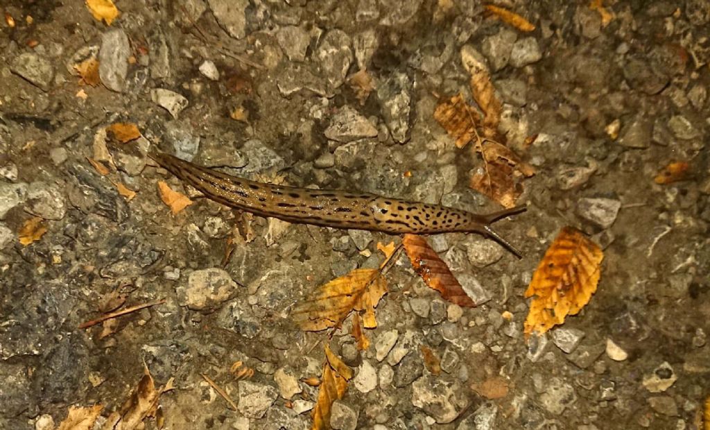 Limax maximus, vero?